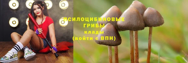 прущие грибы Армянск